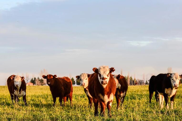 畜牧業(yè)城(chéng)郊分(fēn)布情況